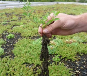 Zelf planten