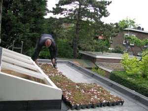 Groendak Sedum