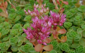 Sedum Spurium