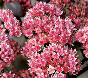 Andere benamingen Sedum Telephium