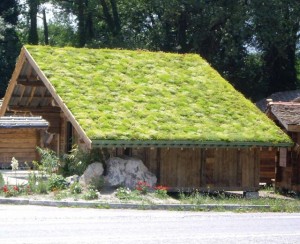 Groendak sedum soorten