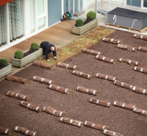 Sedummatten in de tuin