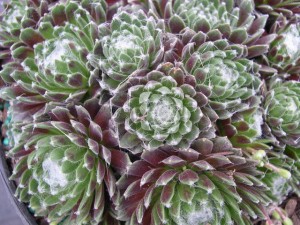 Sempervivum