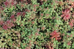 Groendak Sedum