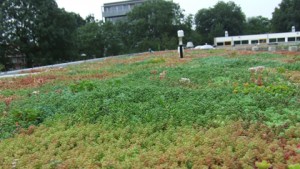 Sedum op het dak