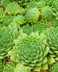 Groene sedum