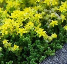 Sedum Acre