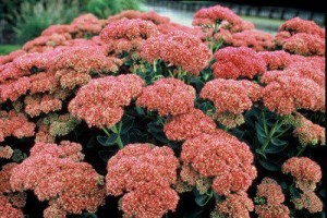 Sedum herbstfreude