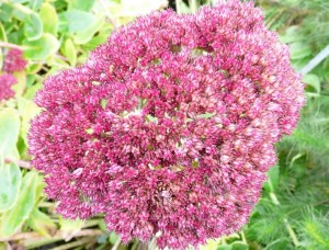 Sedum herbstfreude