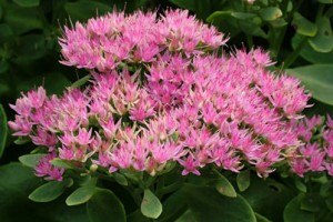 Sedum spectabile