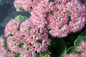 Sedum Telephium