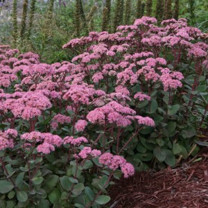 De Matrona in het bos