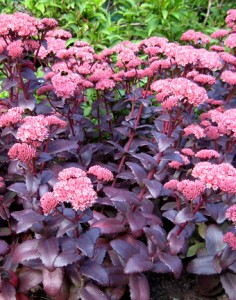 Sedum Purple Emperor