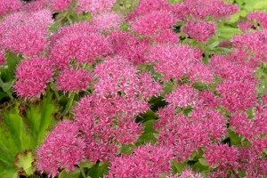 Sedum spectabile