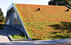 Sedum op schuin dak